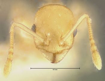 Media type: image; Entomology 28457   Aspect: head frontal view
